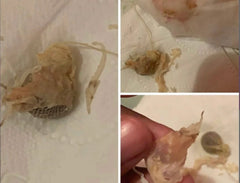 Bright Skin Yoni Detox Pearls